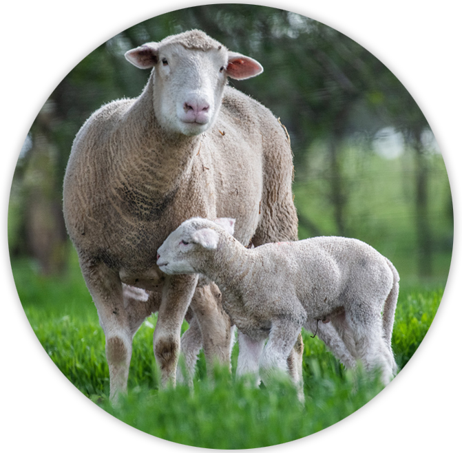 NZ ewe with new born lamb.